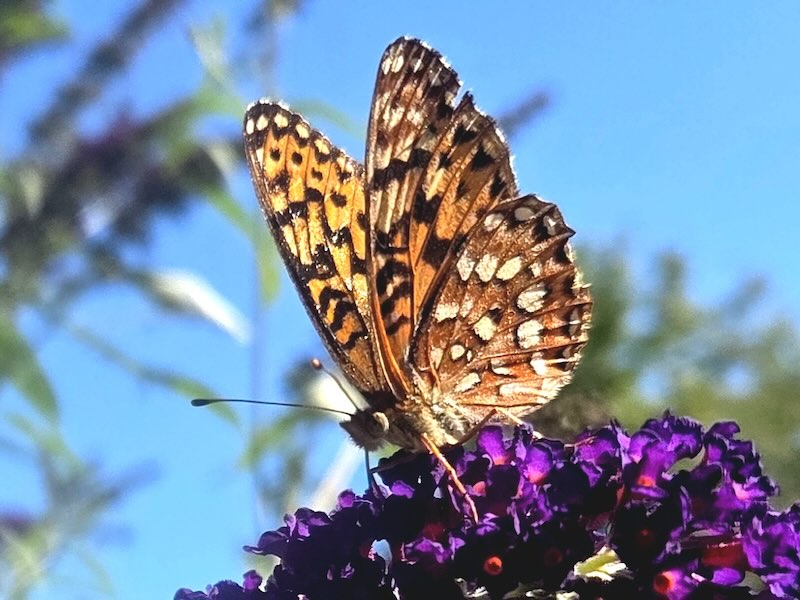 Butterfly.